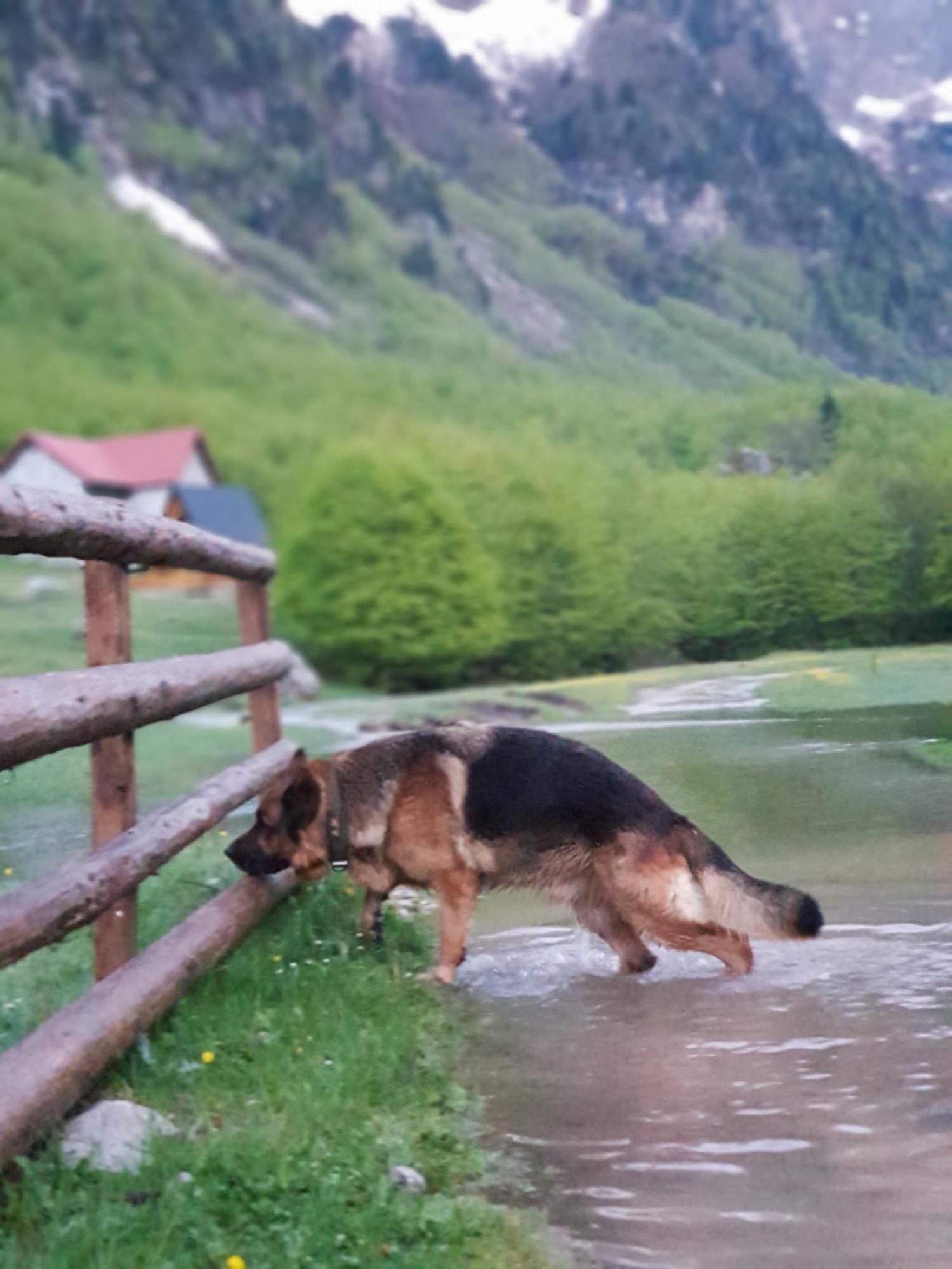 Bungalows Prokletije Gusinje Bagian luar foto